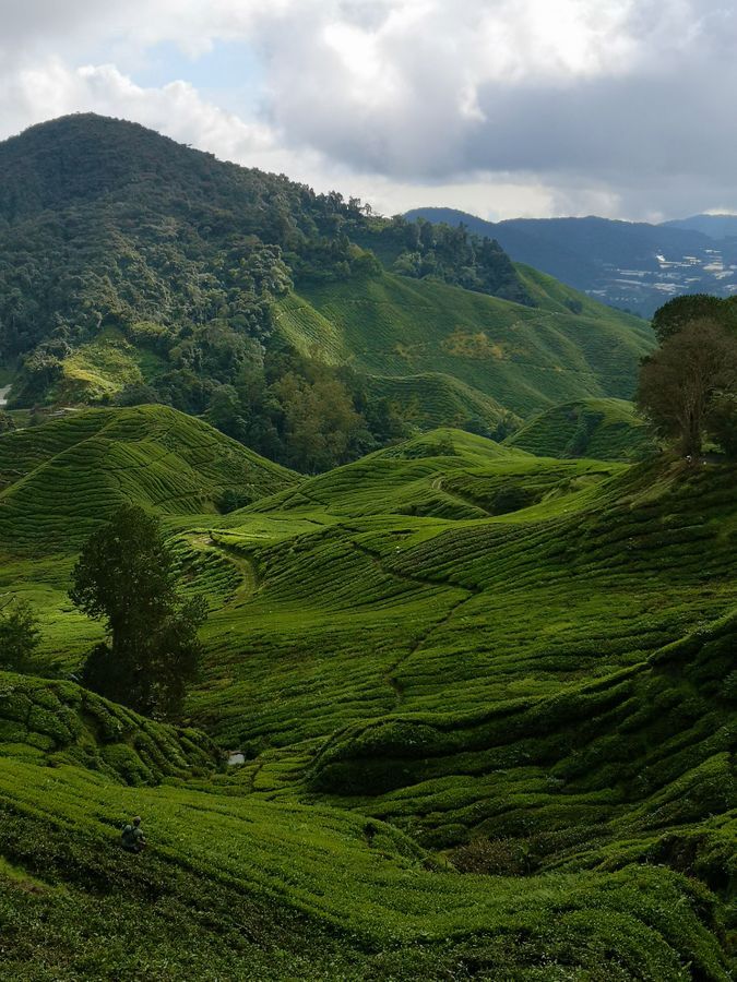 Po deževnem gozdu in plantažah čaja - Cameron Highlands