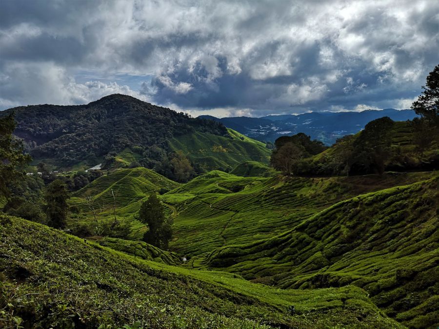 Po deževnem gozdu in plantažah čaja - Cameron Highlands