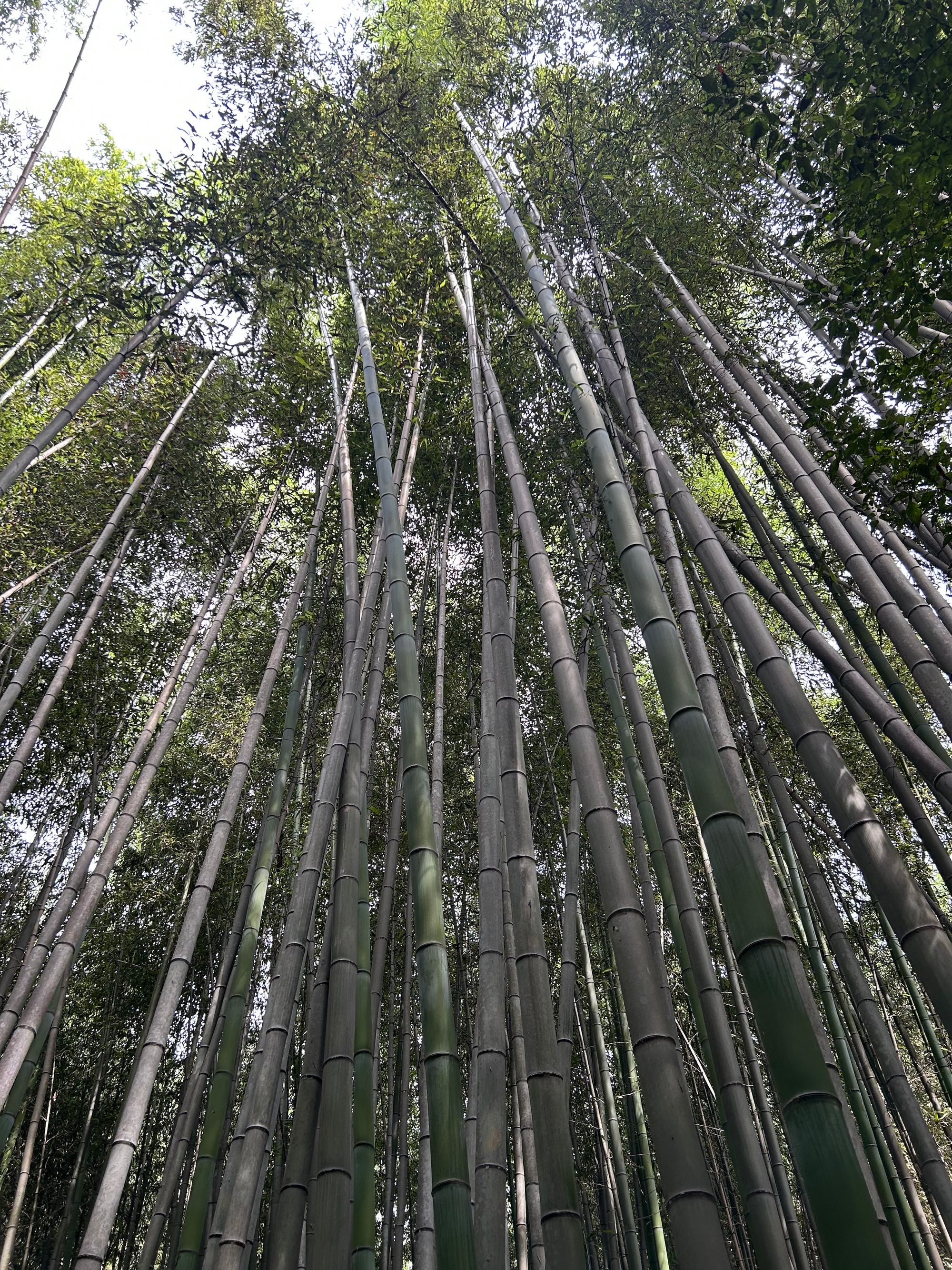 1. popotniški uvod: Ljubljana - Tokyo - Kyoto